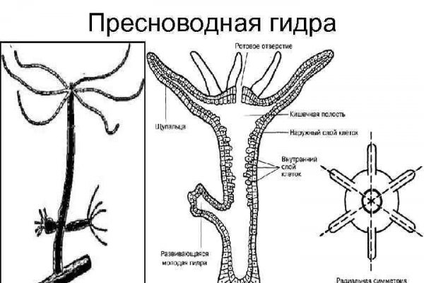 Прямая ссылка на кракен