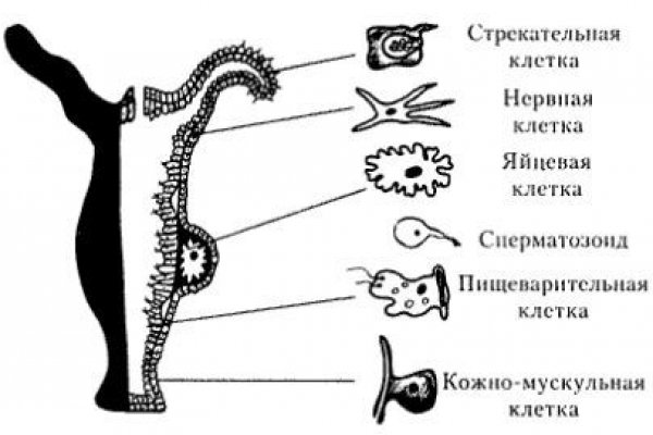 Kraken даркнет рынок