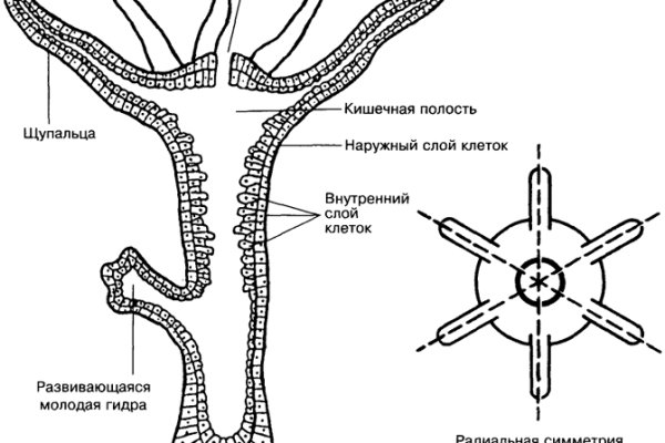 Сайт кракен рабочая ссылка